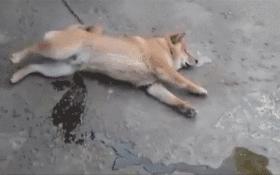 搞笑gif趣图从来没见过,搞笑gif趣图乒乓球新打法