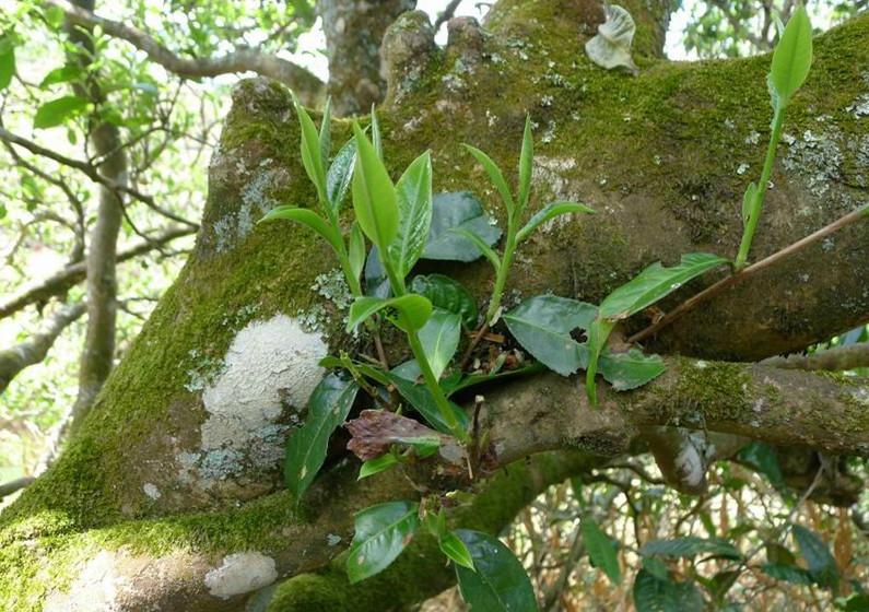 普洱茶喝起来舌根发麻,喝普洱茶舌头发麻是什么原因