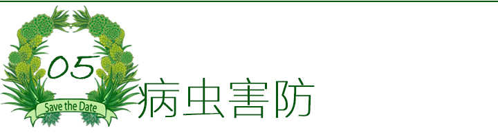 多肉植物如何防治病害,多肉植物病害处理视频