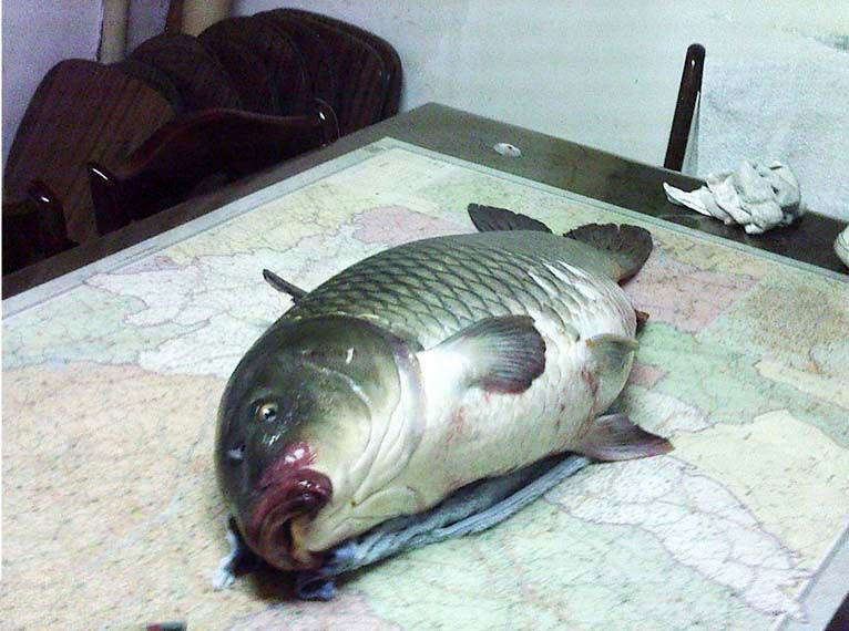 鱼拓手竿,钓巨型鱼手竿