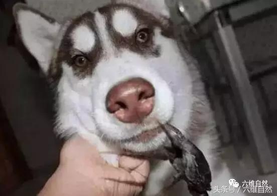 哈士奇对战螃蟹和龙虾,哈士奇挑衅金毛狗视频