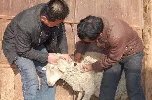 养羊必备的5种防疫知识,最近养羊人需注意这几大病害