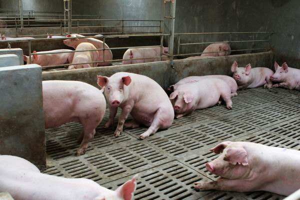 猪场高热病最佳治疗方案,猪场爆发高热病的原因