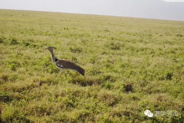 一生必去一次的非洲坦桑尼亚｜回归狂野
