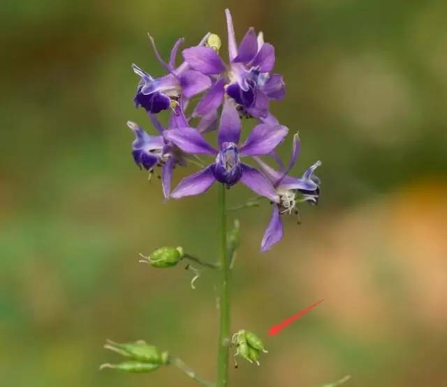 眼睛花了？这种花竟然酷似纷飞的“云雀”？