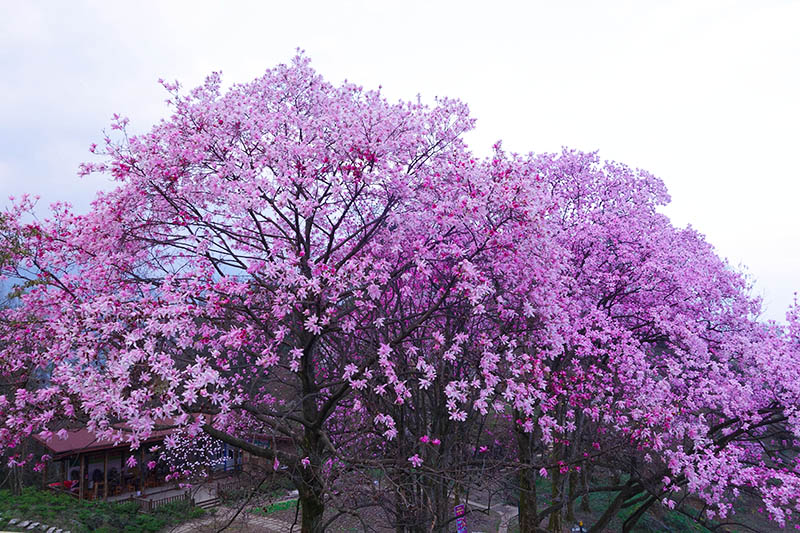 《天天向上》魏大勋强烈推荐赏辛夷花的地方，你还不快去！
