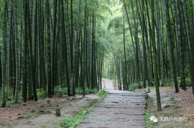 踏春出游来洛阳,踏春周末出游