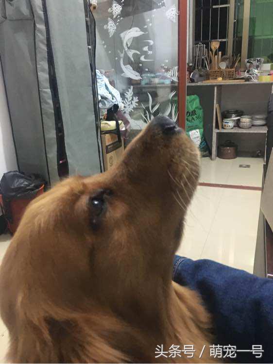 第一次带女朋友回家住，金毛这货就吃醋把家给拆了！