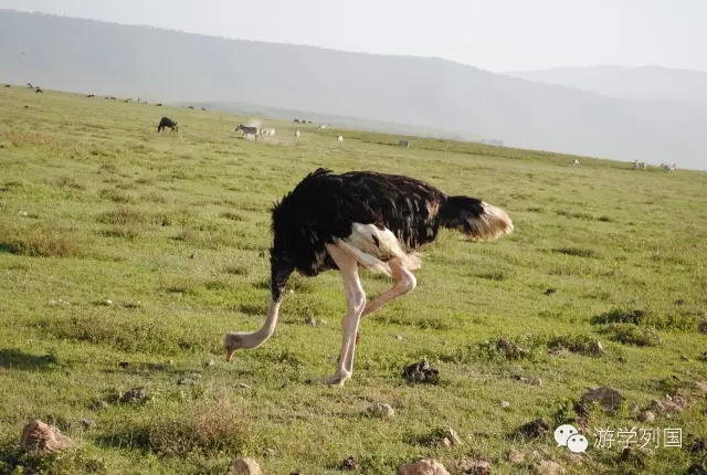 一生必去一次的非洲坦桑尼亚｜回归狂野