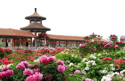 世界那么大！我想去看看之山东菏泽！