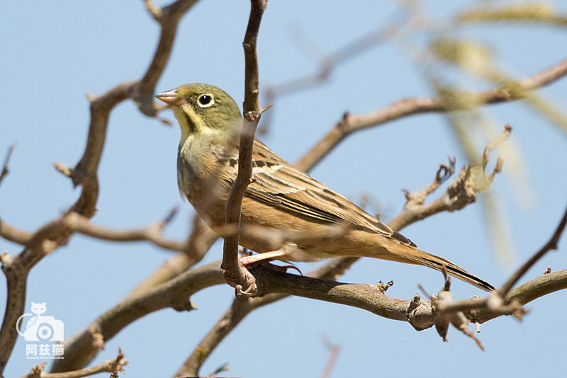 中东荒漠中的“特殊旅行”