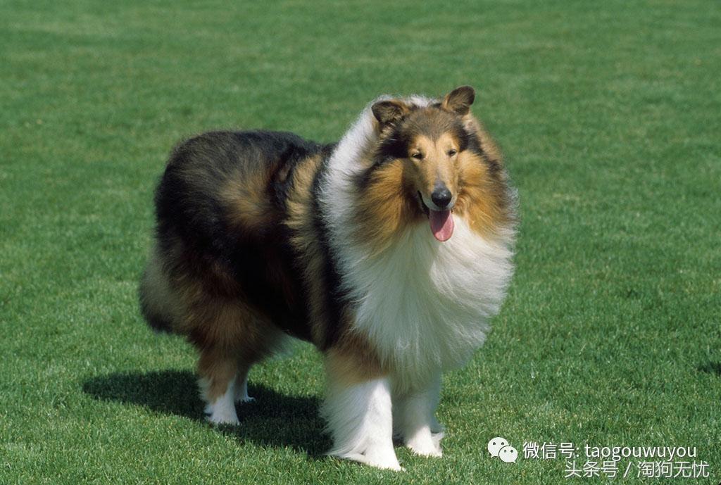 苏牧和喜乐蒂该选择谁,喜乐蒂和苏牧什么关系