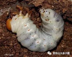 惊掉你下巴的“变态”虫生！盘点动物界那些长着长着就变形的主儿