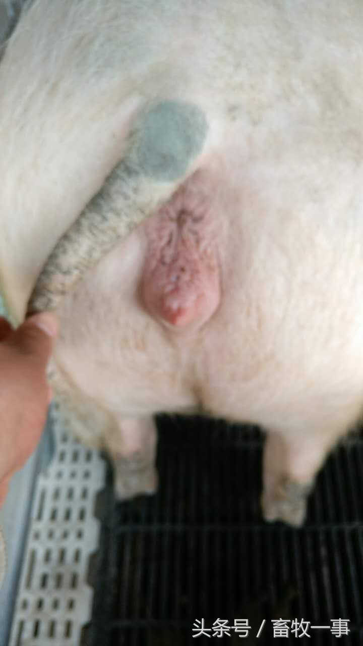 母猪产后瘫痪能自愈吗,母猪产后瘫痪的治疗