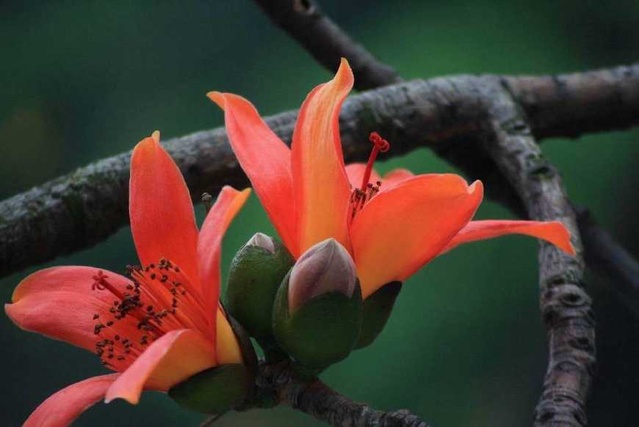 南方最好吃的炒鸡蛋,什么花炒鸡蛋最有营养