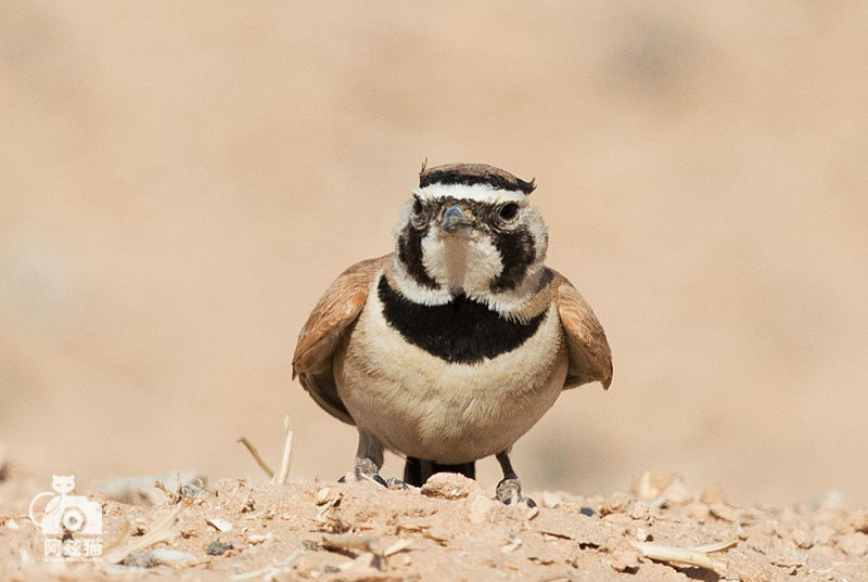 中东荒漠中的“特殊旅行”