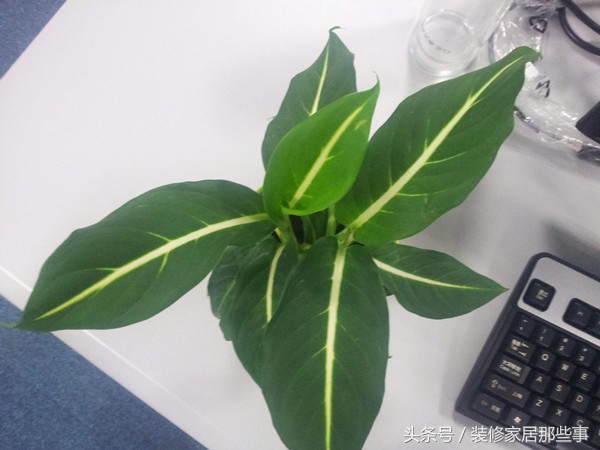 竹类盆栽植物养殖方法,鹤顶红盆栽植物养殖