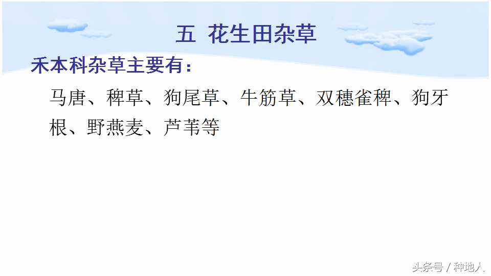 马上开始播种花生,快要种花生了