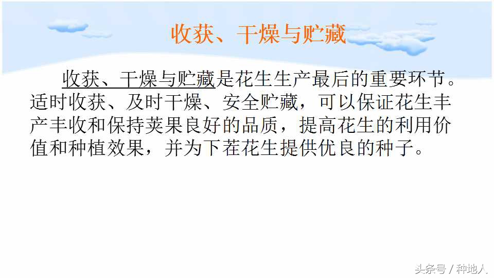 已经开始种花生了怎么种,马上要种花生了