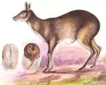 麝香香水对孕妇有什么危害,马应龙麝香膏对孕妇有什么危害