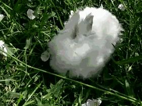 想以铲屎官的名义问问你，到底能不能记得我的好？