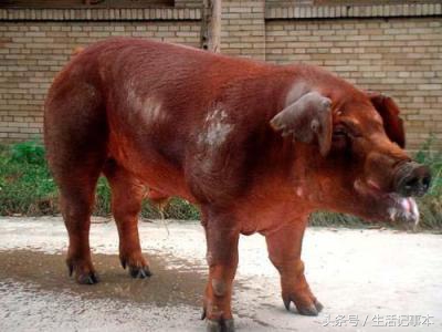 老汉养了一条怪猪,老汉养了一只怪猪十二年没长大