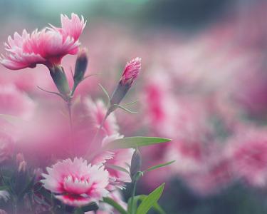 表示两面派的成语,关于两面派的成语