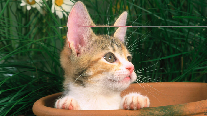 猫咪急救100个常识,才养一天的小猫咪走丢了怎么办