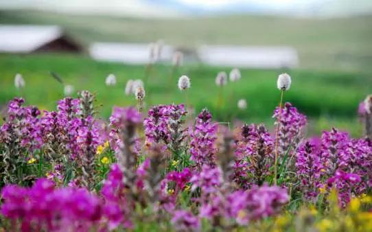 四川不可不去的十个景区,四川湿地风景区