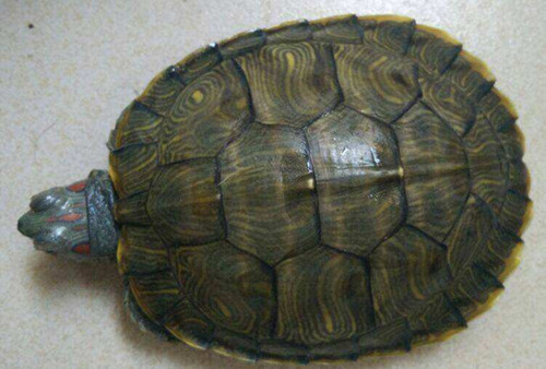 小乌龟冬眠的秘密,关于乌龟你不知道的小秘密