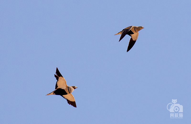 中东荒漠中的“特殊旅行”