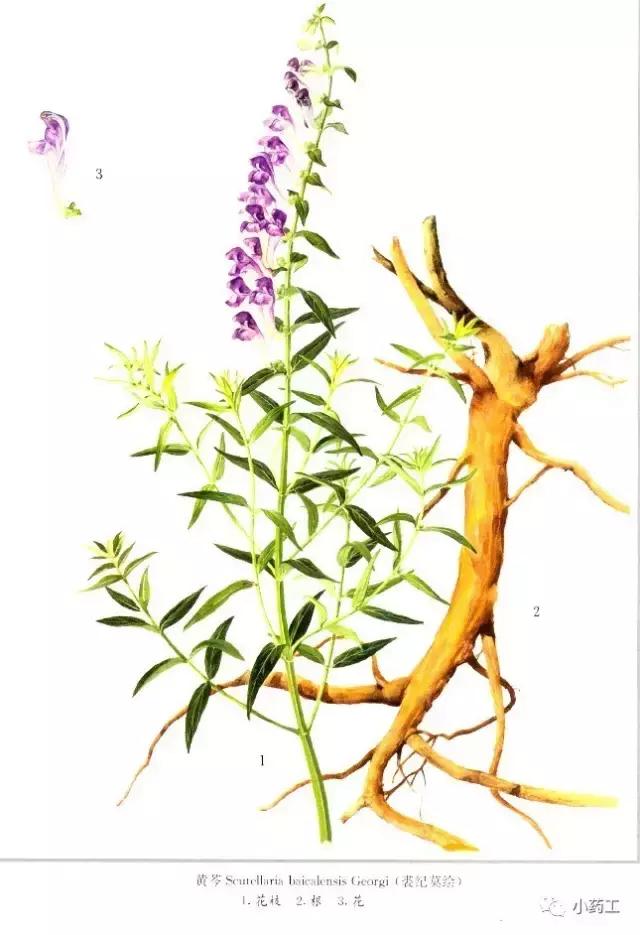 小药工祝你好孕之安胎药（一）