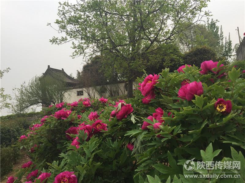 阿姑泉牡丹苑一日游攻略,阿姑泉牡丹苑要门票吗