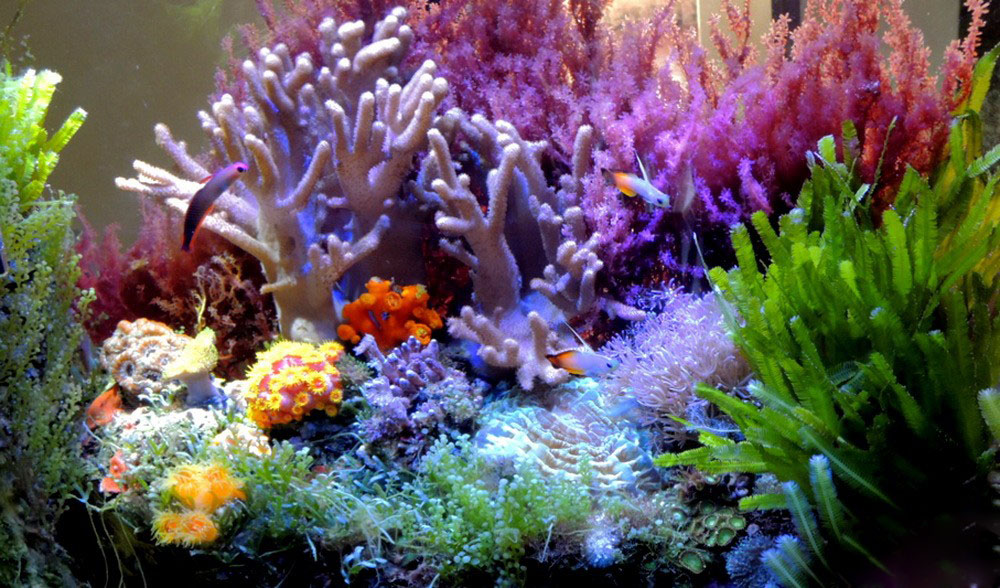 海缸海藻,海缸主缸可以养海藻吗