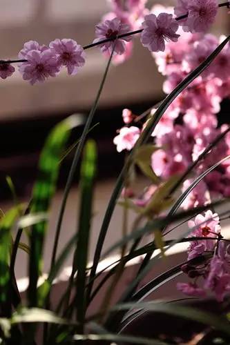 梅花香自苦寒来演讲稿,梅花香自苦寒来作文