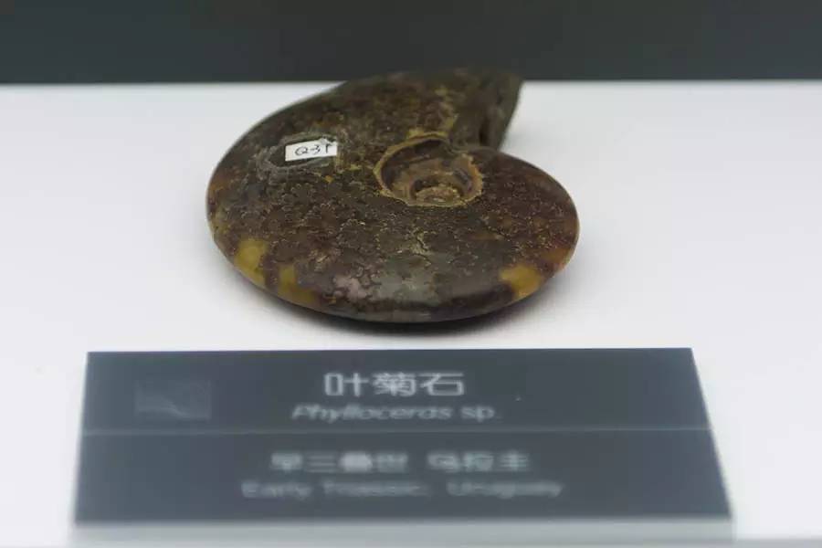 探寻人类的起源之谜,探寻人类祖先的奥秘