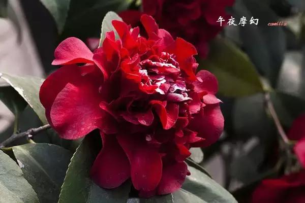 四大名花之山茶,中国百种山茶图片