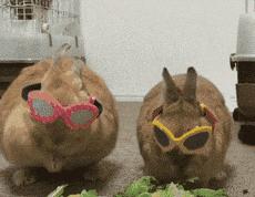 我的地盘听我的,我的地盘听我的翻唱现场