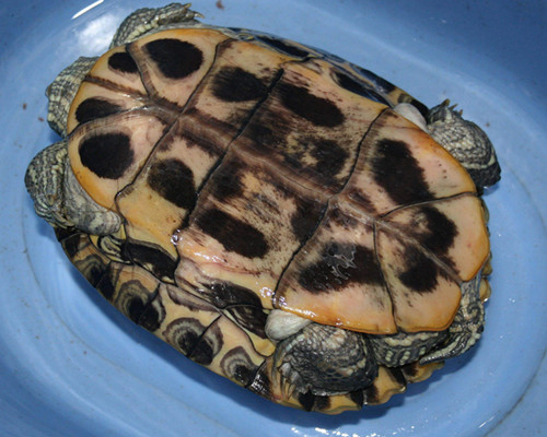 小乌龟冬眠的秘密,关于乌龟你不知道的小秘密