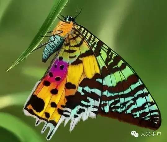 蛾,蛾,蛾~最大、最美、最奇葩,展翅向天歌