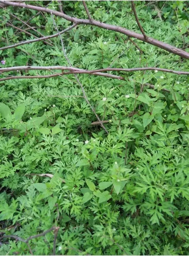 紫茎小叶灵艾,紫茎小叶灵艾图片