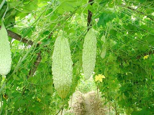 露天苦瓜一亩地最佳种植几棵,种植苦瓜正确的施肥方法是什么