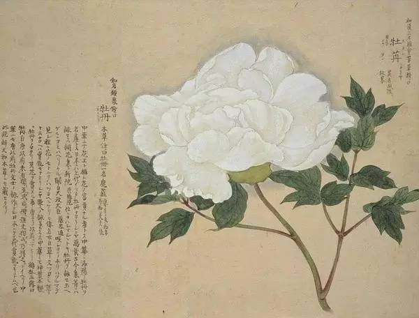 夜读｜谷雨：开到荼蘼花事了丝丝夭棘出莓墙