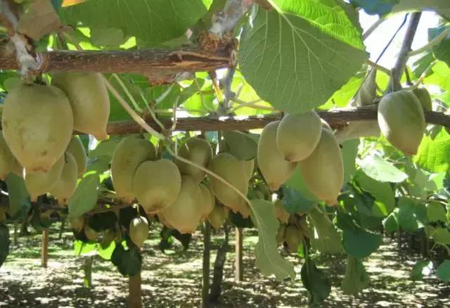 奇异果新西兰,奇异果新西兰进口