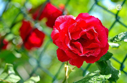 济南几大怪,济南10大怪