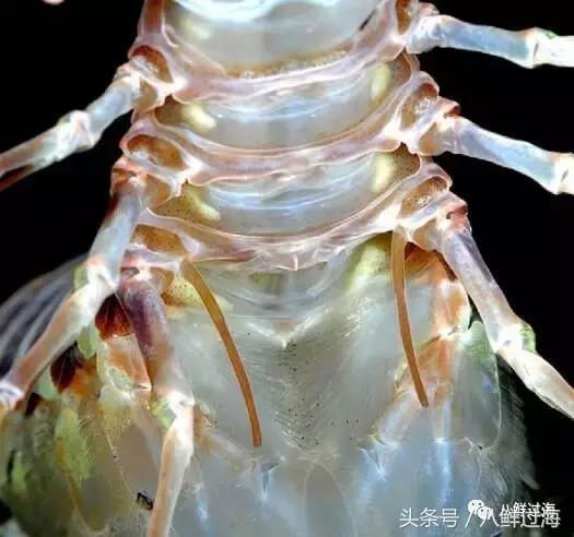 丹东腌制皮皮虾濑尿虾,濑尿虾好吃还是皮皮虾好吃