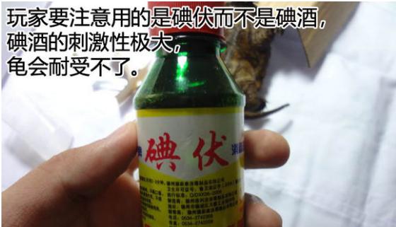 帮乌龟处理疥疮全过程,乌龟长疥疮了怎么治疗