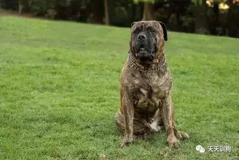 城市饲养的看护犬,看护厂房用什么犬好