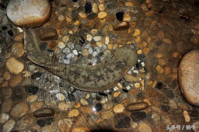 执着少年放弃外企高薪身居大山养大鲵，3年亏损上百万仍不言放弃