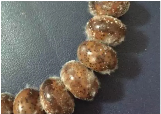 星月菩提手串发霉了怎么办,防止菩提发霉的最好方法